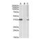 Myogenic Factor 6 antibody, orb20639, Biorbyt, Western Blot image 