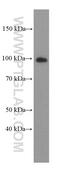 A-Kinase Anchoring Protein 3 antibody, 66255-1-Ig, Proteintech Group, Western Blot image 