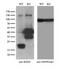 RHOC antibody, M01211, Boster Biological Technology, Western Blot image 