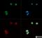 LDL Receptor Related Protein 8 antibody, NB100-2216, Novus Biologicals, Immunofluorescence image 