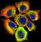 Heat shock 70 kDa protein 1A/1B antibody, orb74143, Biorbyt, Immunofluorescence image 