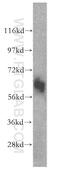 Solute Carrier Family 43 Member 1 antibody, 10444-1-AP, Proteintech Group, Western Blot image 