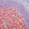 BCL6 Transcription Repressor antibody, LS-C87907, Lifespan Biosciences, Immunohistochemistry frozen image 