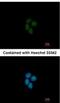 E1A Binding Protein P400 antibody, NBP2-19663, Novus Biologicals, Immunocytochemistry image 