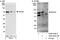 RIO Kinase 2 antibody, A302-449A, Bethyl Labs, Immunoprecipitation image 