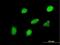 Hes Related Family BHLH Transcription Factor With YRPW Motif Like antibody, H00026508-M11, Novus Biologicals, Immunofluorescence image 