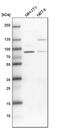 Poly(A)-Specific Ribonuclease antibody, PA5-52893, Invitrogen Antibodies, Western Blot image 