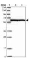 CWF19 Like Cell Cycle Control Factor 1 antibody, PA5-57859, Invitrogen Antibodies, Western Blot image 