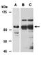 Lysine Demethylase 7A antibody, orb67004, Biorbyt, Western Blot image 