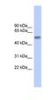 Gm5864 antibody, orb324734, Biorbyt, Western Blot image 