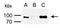 His tag antibody, GTX628914, GeneTex, Immunoprecipitation image 