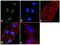 JunD Proto-Oncogene, AP-1 Transcription Factor Subunit antibody, 701669, Invitrogen Antibodies, Immunofluorescence image 