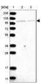 Diacylglycerol Kinase Theta antibody, NBP1-85317, Novus Biologicals, Western Blot image 