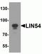 Lin-54 DREAM MuvB Core Complex Component antibody, NBP2-82002, Novus Biologicals, Western Blot image 