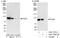 Forkhead Box K1 antibody, A301-728A, Bethyl Labs, Immunoprecipitation image 