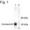 Gap Junction Protein Alpha 1 antibody, 48-3000, Invitrogen Antibodies, Western Blot image 