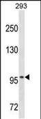 OTU domain-containing protein 7A antibody, PA5-48973, Invitrogen Antibodies, Western Blot image 