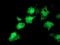 Akt antibody, LS-C173712, Lifespan Biosciences, Immunofluorescence image 