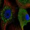 CDC28 Protein Kinase Regulatory Subunit 2 antibody, HPA003424, Atlas Antibodies, Immunofluorescence image 