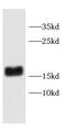 CD247 Molecule antibody, FNab01452, FineTest, Western Blot image 