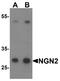 Neurogenin-2 antibody, A10153, Boster Biological Technology, Western Blot image 