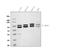 OPA1 Mitochondrial Dynamin Like GTPase antibody, PB9731, Boster Biological Technology, Western Blot image 