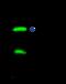 Vesicle Transport Through Interaction With T-SNAREs 1B antibody, 15055-T36, Sino Biological, Immunoprecipitation image 