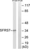 Serine/arginine-rich splicing factor 7 antibody, TA314524, Origene, Western Blot image 