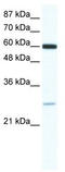 ZFP91 Zinc Finger Protein antibody, TA341439, Origene, Western Blot image 