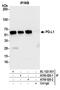 PD-L1 antibody, A700-020, Bethyl Labs, Immunoprecipitation image 