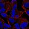 Myelin Transcription Factor 1 Like antibody, NBP2-68757, Novus Biologicals, Immunofluorescence image 