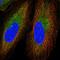 Gametogenetin Binding Protein 2 antibody, HPA073392, Atlas Antibodies, Immunofluorescence image 