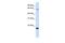 TAFA Chemokine Like Family Member 3 antibody, GTX46711, GeneTex, Western Blot image 