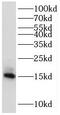 Mitochondrial Ribosomal Protein S16 antibody, FNab05347, FineTest, Western Blot image 