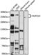 NUP214 antibody, 23-530, ProSci, Western Blot image 