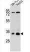 Methylenetetrahydrofolate Dehydrogenase (NADP+ Dependent) 2 Like antibody, AP52766PU-N, Origene, Western Blot image 