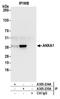 Annexin A1 antibody, A305-234A, Bethyl Labs, Immunoprecipitation image 