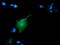 Growth arrest-specific protein 7 antibody, TA501825, Origene, Immunofluorescence image 