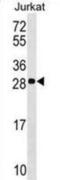 Acidic Nuclear Phosphoprotein 32 Family Member C antibody, abx029467, Abbexa, Western Blot image 