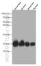 KRAS Proto-Oncogene, GTPase antibody, 60309-1-Ig, Proteintech Group, Western Blot image 