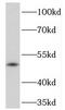 PKR2 antibody, FNab06781, FineTest, Western Blot image 
