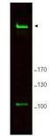 Replication Timing Regulatory Factor 1 antibody, GTX48737, GeneTex, Western Blot image 