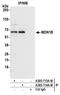 MON1 Homolog B, Secretory Trafficking Associated antibody, A305-713A-M, Bethyl Labs, Immunoprecipitation image 