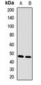 Forkhead Box N2 antibody, orb412559, Biorbyt, Western Blot image 