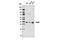 Ras Related GTP Binding B antibody, 8150S, Cell Signaling Technology, Western Blot image 