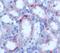 Lipocalin 2 antibody, ABS 048-28-02, Invitrogen Antibodies, Immunohistochemistry frozen image 