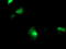 F-Box Protein 21 antibody, TA503941, Origene, Immunofluorescence image 