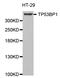Tumor Protein P53 Binding Protein 1 antibody, LS-C335073, Lifespan Biosciences, Western Blot image 