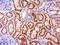 Ferritin, mitochondrial antibody, orb1795, Biorbyt, Immunohistochemistry paraffin image 