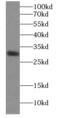 Enoyl-CoA hydratase, mitochondrial antibody, FNab02624, FineTest, Western Blot image 